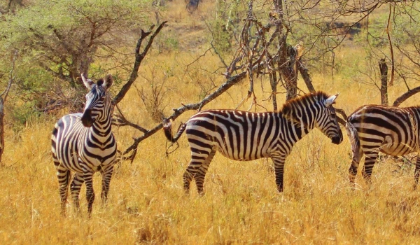 SERENGETI NATIONAL PARK