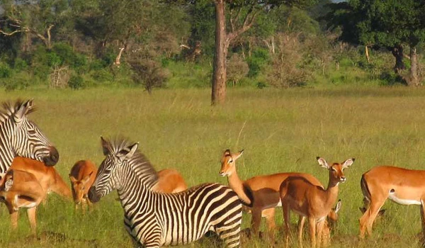 SERENGETI NATIONAL PAK.