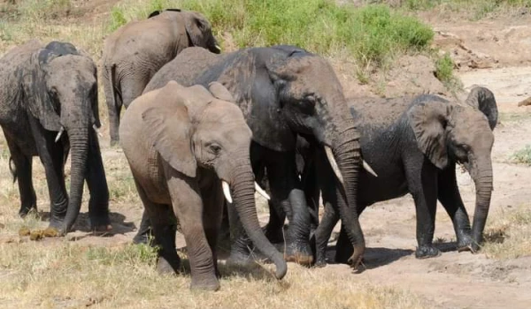 Ngorongoro Crater