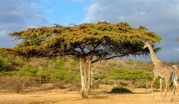 BEAUTIFUL SAFARI NYERERE NATIONAL PARK.