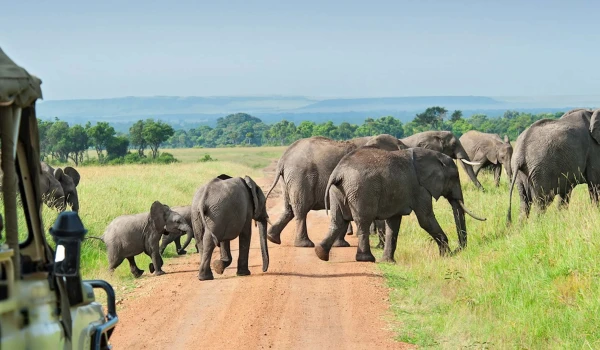 Nyerere National Park