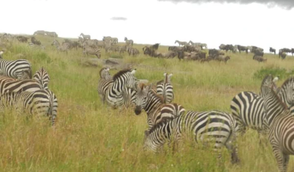 TARANGIRE NP, SERENGETI NP AND NGORONGORO CONSERVATION AREA