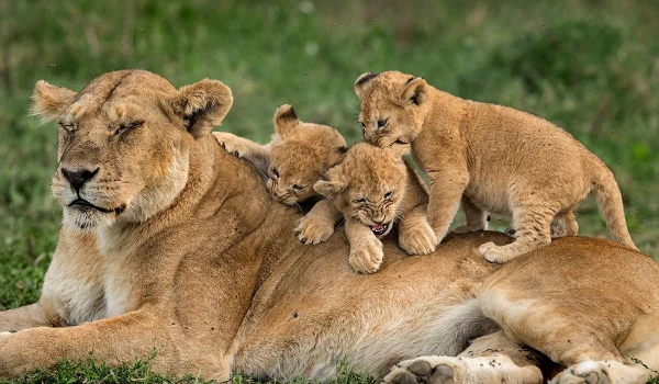 Ngorongoro Crater