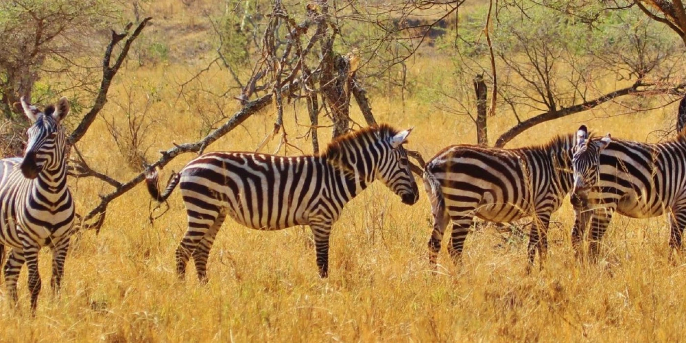 Mikumi is a very beautiful park in Tanzania